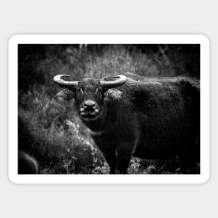 Water buffalo portrait gritty, grungy old style image Sticker